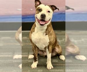 Mutt Dogs for adoption in Spring Lake, NJ, USA