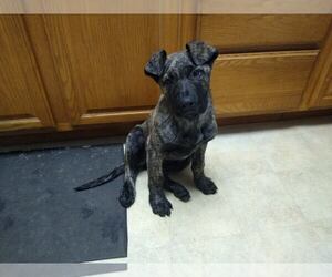 Daniff-German Shepherd Dog Mix Puppy for sale in BUTTERNUT, WI, USA