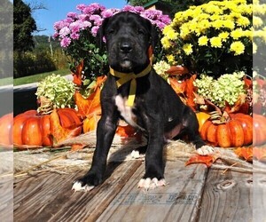 Great Dane Puppy for sale in BANGOR, WI, USA