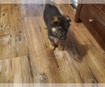 Small #1 German Shepherd Dog