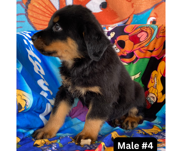 Medium Photo #3 Rottweiler Puppy For Sale in HACKETT, AR, USA