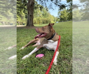 American Pit Bull Terrier Dogs for adoption in Derwood, MD, USA