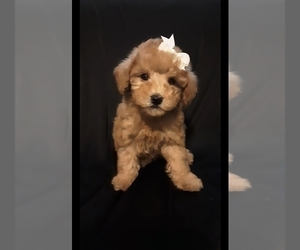 Poodle (Miniature) Puppy for sale in MANCHESTER, NH, USA