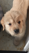 Small Photo #1 Golden Retriever Puppy For Sale in AUMSVILLE, OR, USA