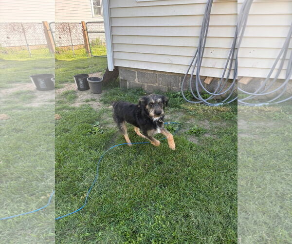 Medium Photo #4 Irish Terrier-Unknown Mix Puppy For Sale in Germantown, OH, USA