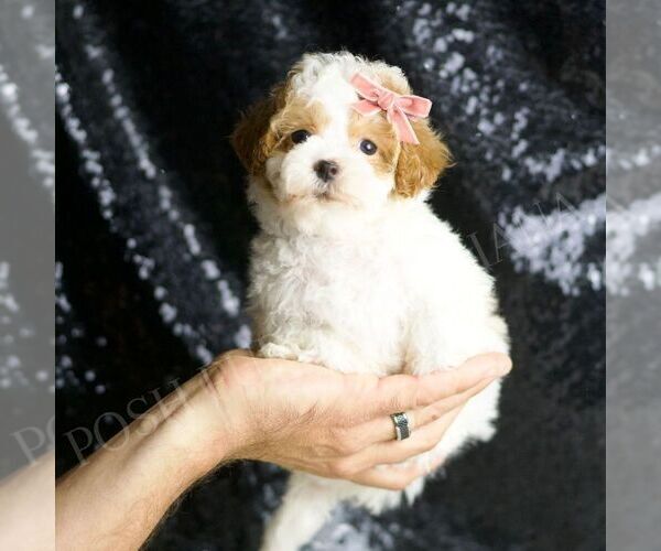 Medium Photo #1 Maltipoo Puppy For Sale in WARSAW, IN, USA