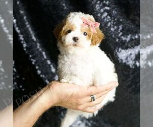 Maltipoo Puppy for Sale in WARSAW, Indiana USA