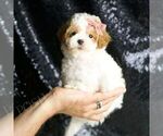 Small Maltipoo