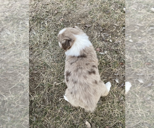 Medium Photo #2 Australian Shepherd Puppy For Sale in TOLEDO, IL, USA