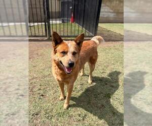 Texas Heeler-Unknown Mix Dogs for adoption in Riverside, CA, USA