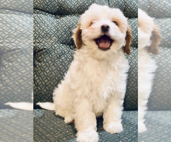 Medium Photo #4 Cavapoo Puppy For Sale in HILLSBORO, WI, USA