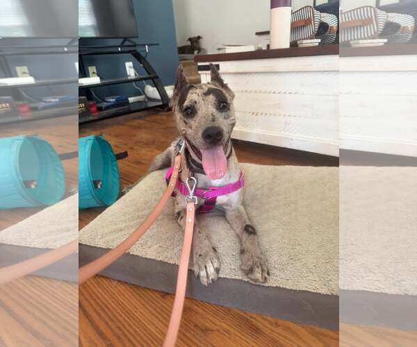 Medium Photo #4 Mutt Puppy For Sale in Rustburg, VA, USA