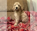 Puppy Sugar Goldendoodle