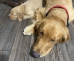 Small Photo #1 Golden Retriever Puppy For Sale in DE LEON SPRINGS, FL, USA