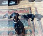 Small #3 Doberman Pinscher