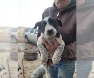 Australian Cattle Dog-Hangin Tree Cowdog Mix Puppy for sale in CALHAN, CO, USA