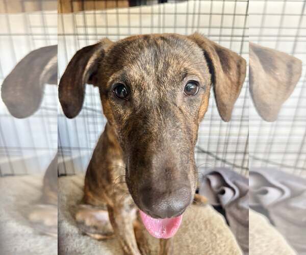 Medium Photo #2 Mutt Puppy For Sale in Sandy, UT, USA