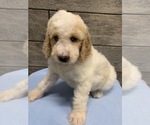 Small Photo #3 Poodle (Standard) Puppy For Sale in RICHMOND, IL, USA