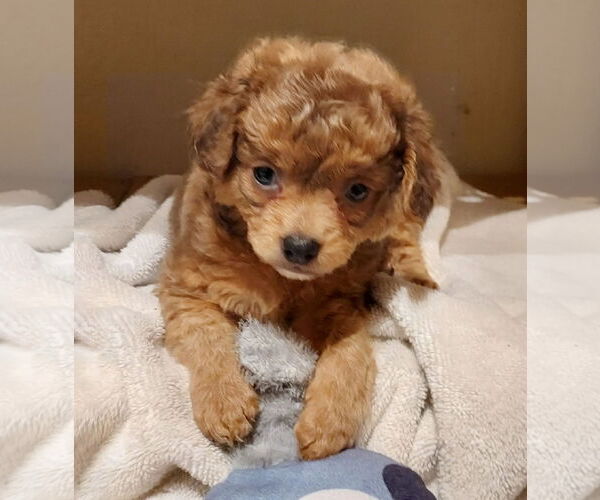 Medium Photo #3 Chilier Puppy For Sale in Sequim, WA, USA