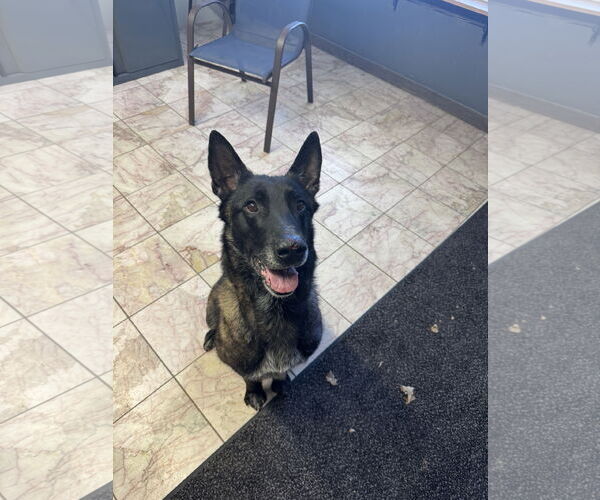 Medium Photo #4 Mutt Puppy For Sale in Leavenworth, KS, USA