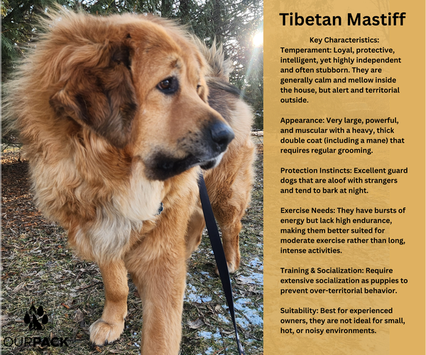 Medium Photo #2 Tibetan Mastiff Puppy For Sale in New London, WI, USA