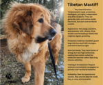 Small #1 Tibetan Mastiff