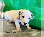 Small Photo #6 Dalmatian Puppy For Sale in AMARILLO, TX, USA