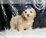 Small #3 Maltipoo