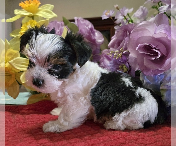 Medium Photo #1 Yorkshire Terrier Puppy For Sale in PESOTUM, IL, USA