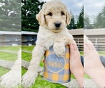 Small Photo #5 Goldendoodle Puppy For Sale in TENINO, WA, USA