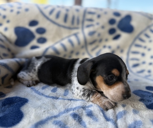 Medium Photo #1 Dachshund Puppy For Sale in WEBSTER, FL, USA