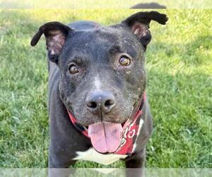 American Pit Bull Terrier Dogs for adoption in Pueblo, CO, USA