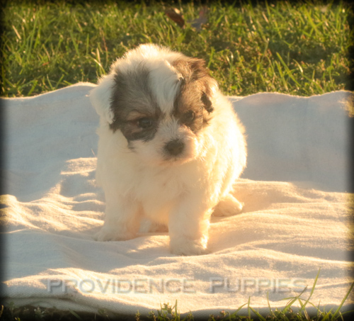 Medium Photo #1 Zuchon Puppy For Sale in WAYLAND, IA, USA