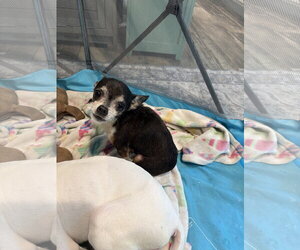 Chihuahua-Unknown Mix Dogs for adoption in Mount Pleasant, SC, USA