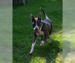 Small #6 American Pit Bull Terrier