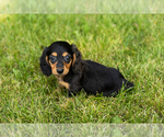 Small #3 Dachshund
