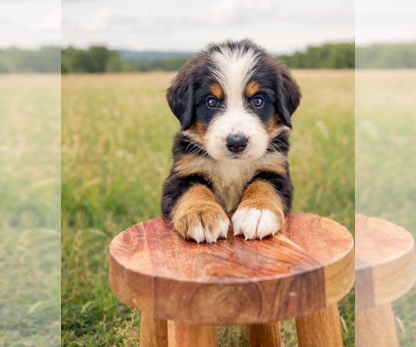 Medium Photo #3 Bernese Mountain Dog Puppy For Sale in DUNDEE, OH, USA