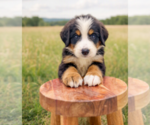 Small #2 Bernese Mountain Dog