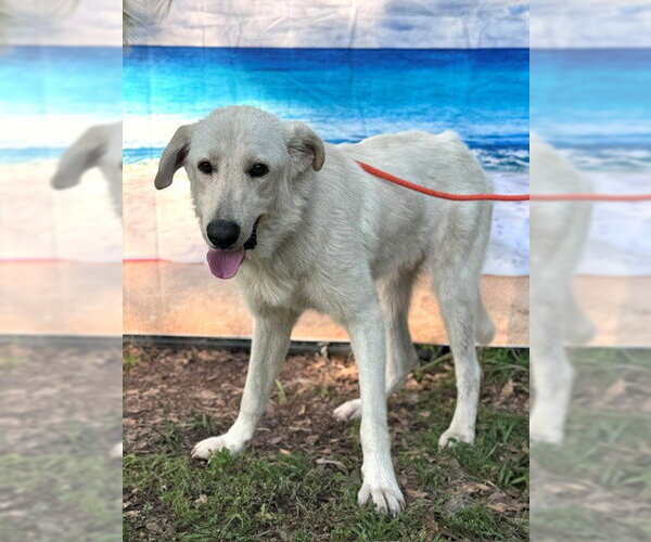 Medium Photo #11 Great Pyrenees Puppy For Sale in Spring, TX, USA