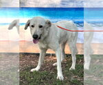 Small Photo #11 Great Pyrenees Puppy For Sale in Spring, TX, USA