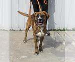 Small Plott Hound Mix