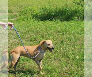 Mutt Dogs for adoption in Shreveport, LA, USA