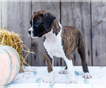 Small Photo #20 Boxer Puppy For Sale in WAKARUSA, IN, USA