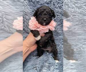 Cavapoo Puppy for sale in CAMPBELLSVILLE, KY, USA