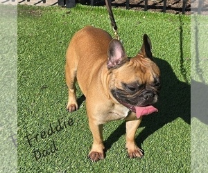 Father of the French Bulldog puppies born on 05/25/2025