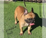 Small Photo #1 French Bulldog Puppy For Sale in EDISON, NJ, USA