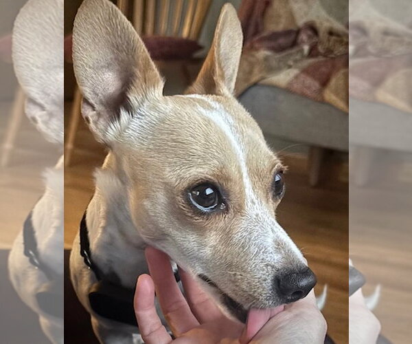 Medium Photo #6 Rat Terrier-Unknown Mix Puppy For Sale in Atlanta, GA, USA