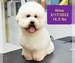 Small Photo #1 Poodle (Miniature) Puppy For Sale in West Hollywood, CA, USA