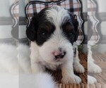 Small Photo #5 Cavapoo Puppy For Sale in CARLISLE, KY, USA