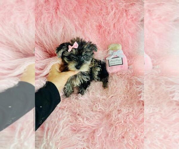 Medium Photo #3 Yorkshire Terrier Puppy For Sale in BOCA RATON, FL, USA